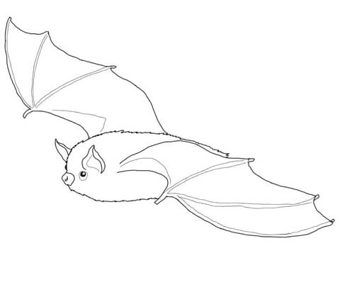 Little Brown Bat Coloring Page